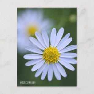 Aster yomena：Postcard Postcard