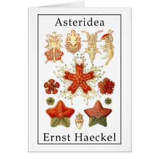 Asteridea by Ernst Haeckel