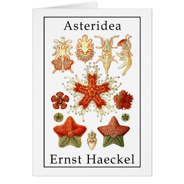 Asteridea by Ernst Haeckel (Front)
