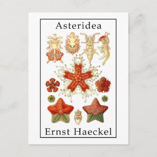 Asteridea by Ernst Haeckel Postcard