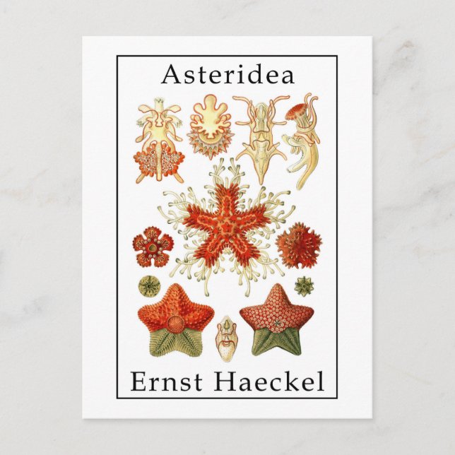 Asteridea by Ernst Haeckel Postcard (Front)
