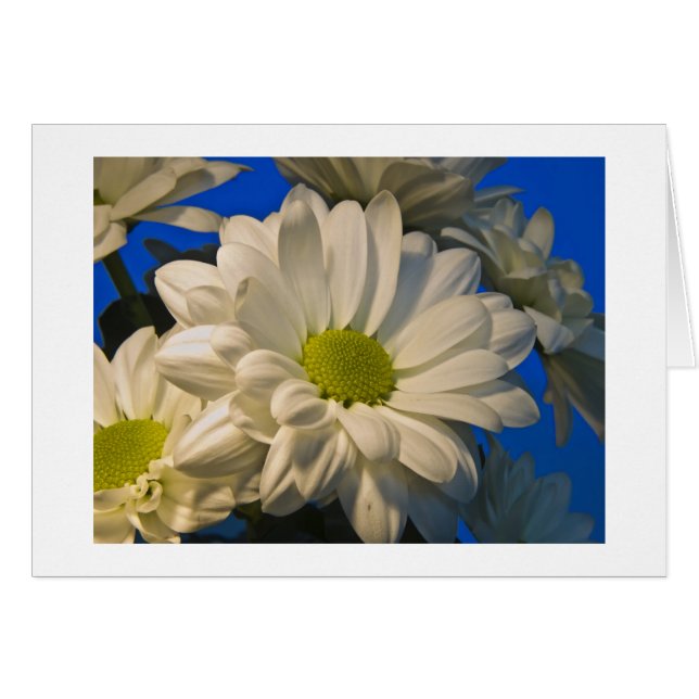 Asters (Front Horizontal)