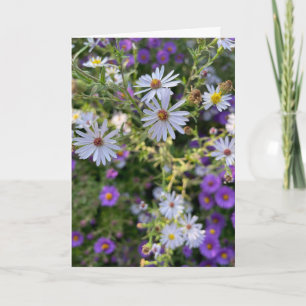 Asters Card