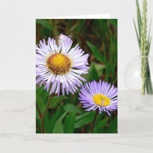 Asters Holiday Card