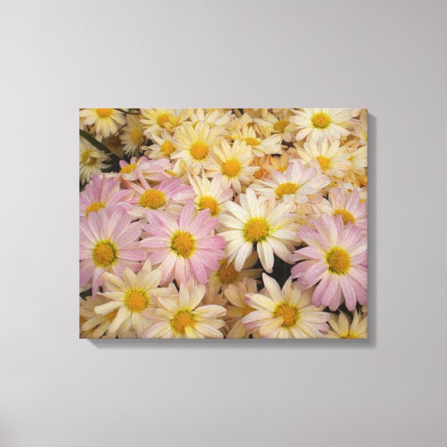 Asters on Wrapped canvas (Front)