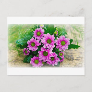 Asters postcard
