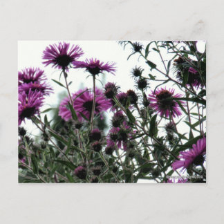 Asters with White Background Postcard
