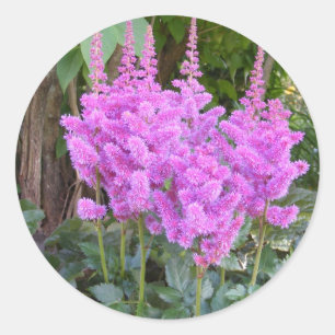 Astilbe ~ sticker