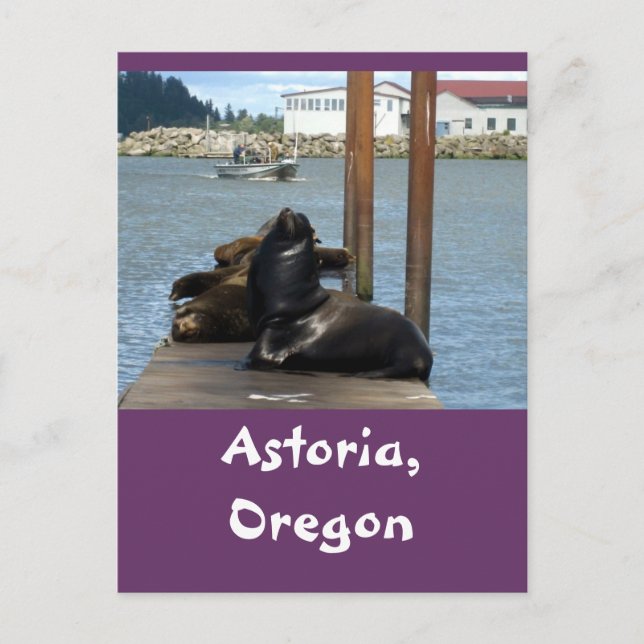 Astoria Oregon Sealions Postcard (Front)