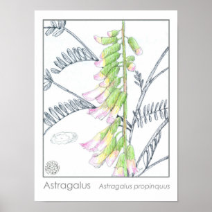 Astragalus Pink Flowers Medicinal Herb Plant Poster