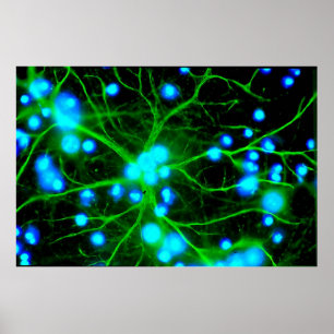 Astrocyte Are Star Shaped Glial Cells in the Brain Poster