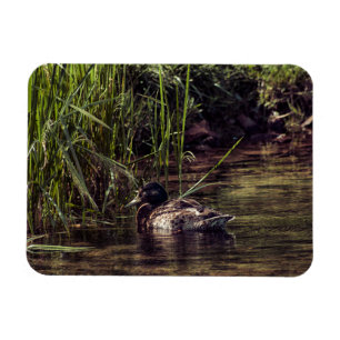 At Pond's Edge Magnet