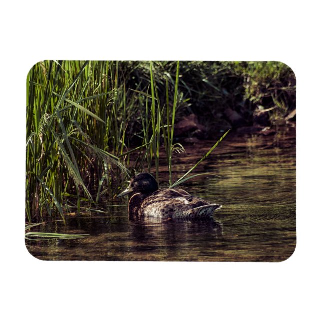 At Pond's Edge Magnet (Horizontal)