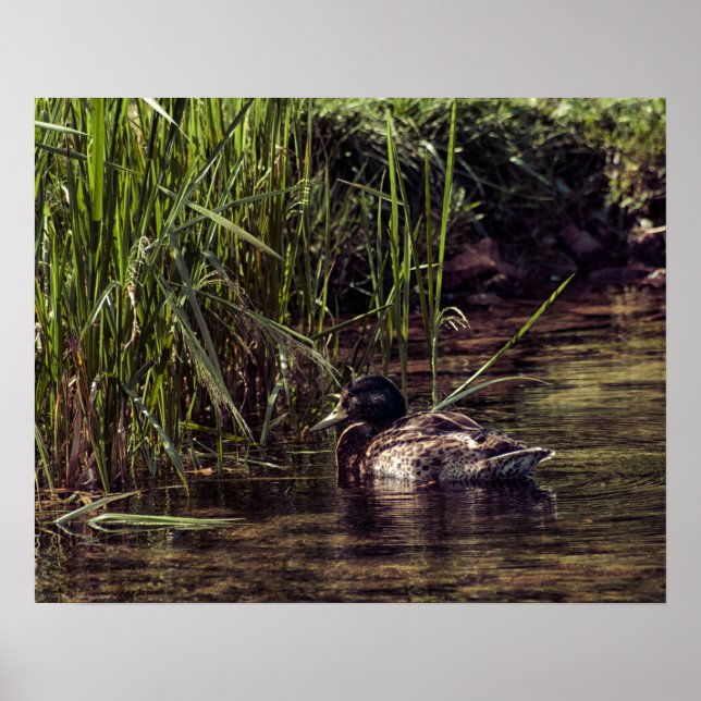 At Pond's Edge Poster (Front)