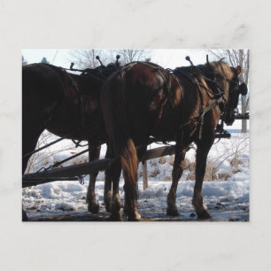 At the Hitching Post Postcard