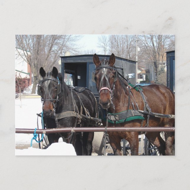 At the Hitching Post Postcard (Front)