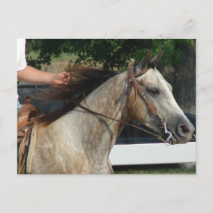 At the Horse Show Postcard