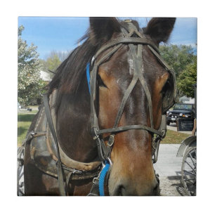 At the Library, Amish Horse and Buggy Tile