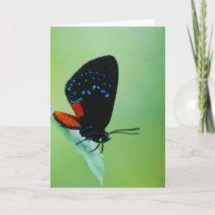 Atala Card