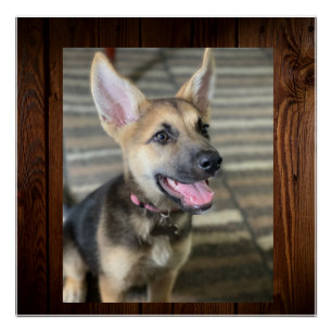 Athena puppy  poster