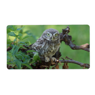 Athene noctua