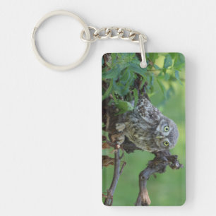 Athene noctua key ring