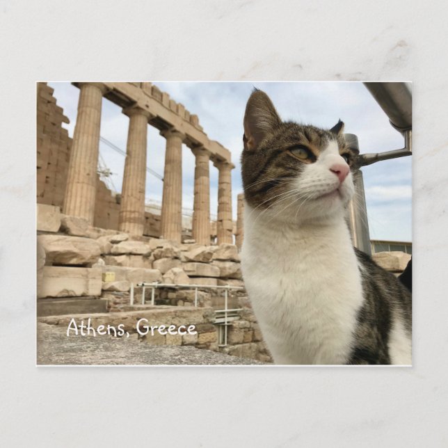 Athens Cat Kitten Acropolois Parthenon Postcard (Front)