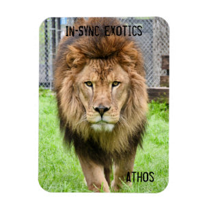 Athos Lion - Magnet
