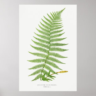 Athyrium Filix-Femina (Lady Fern) from Ferns Briti Poster
