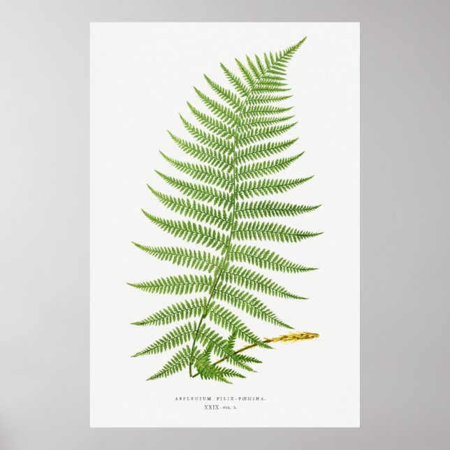 Athyrium Filix-Femina (Lady Fern) from Ferns Briti Poster (Front)