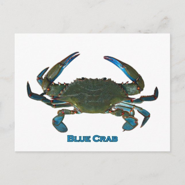 Atlantic Blue Crab Logo Postcard (Front)