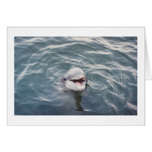 atlantic bottlenose dolphin