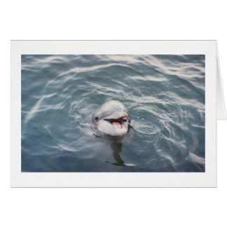 atlantic bottlenose dolphin