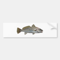 Atlantic Croaker