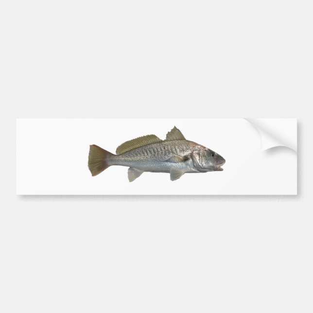 Atlantic Croaker Bumper Sticker (Front)