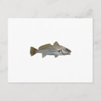 Atlantic Croaker