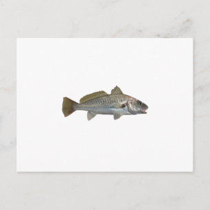Atlantic Croaker Postcard