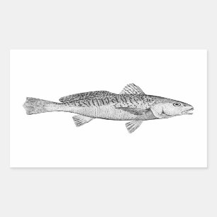 Atlantic Croaker Vintage Illustration Rectangular Sticker