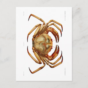"ATLANTIC DEEP SEA CRAB" SEALIFE POSTCARD