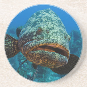 Atlantic Goliath Grouper Coaster
