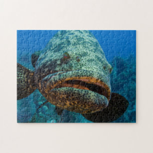 Atlantic Goliath Grouper Jigsaw Puzzle
