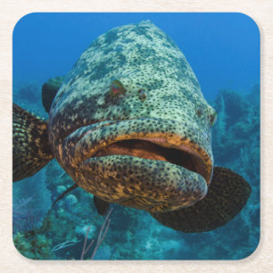 Atlantic Goliath Grouper Square Paper Coaster