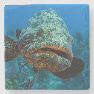 Atlantic Goliath Grouper Stone Coaster