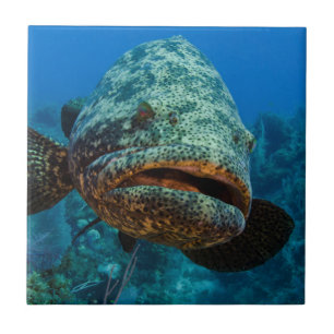 Atlantic Goliath Grouper Tile