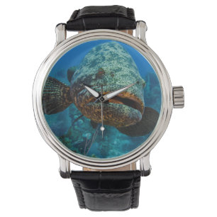 Atlantic Goliath Grouper Watch