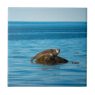 Atlantic Harbor Seal Tile