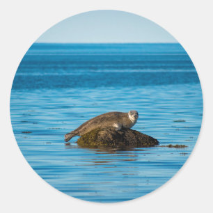 Atlantic Harbour Seal