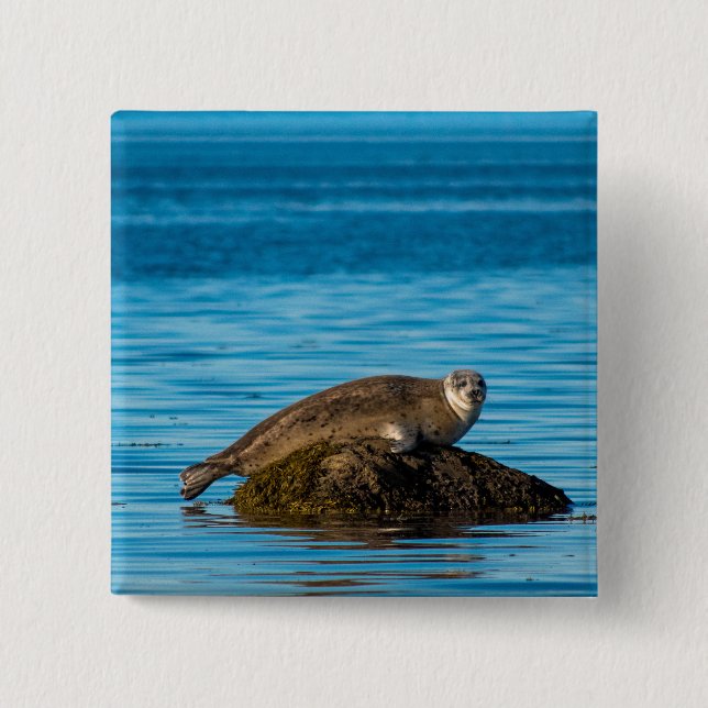 Atlantic Harbour Seal 15 Cm Square Badge (Front)