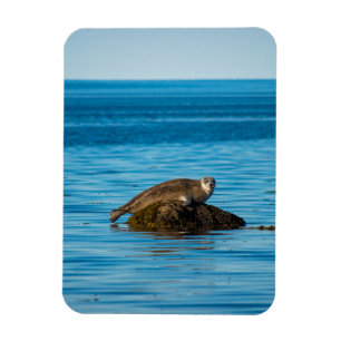 Atlantic Harbour Seal Magnet