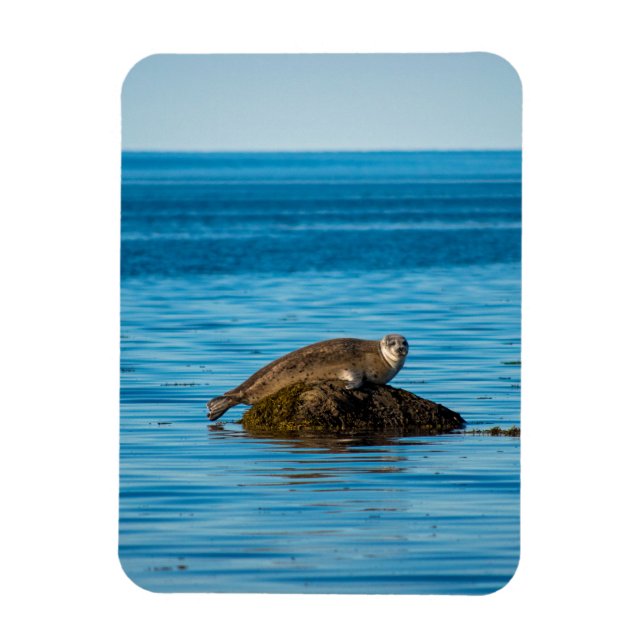 Atlantic Harbour Seal Magnet (Vertical)
